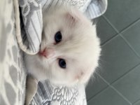 55 Günlük Scottish fold Yavrular Yeni Yuvalarını arıyorlar