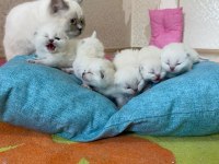 A KALİTE BRİTİSH SHORTHAİR BEBEKLER