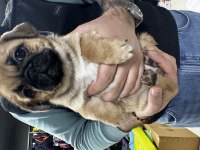 Yavru dişi erkek pug
