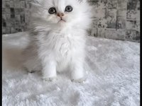 British longhair erkek silver shaded