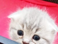Minik kedilerim