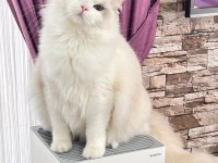 AYRICALIKLI OLMAK İSTEYENLERE RAGDOLL YAVRULAR