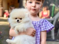 Mersin pomeranian yavru köpeğimiz