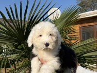NADİR IRK - BOBTAİL - OLD ENGLİSH SHEEP DOG