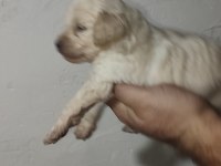 MALTİPOO YAVRULARIMIZ YENİ SAHİPLERİNİ ARİYOR
