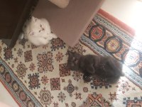 British shorthair kedimiz