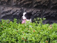 Border Collie Köpeği Yavrularımız