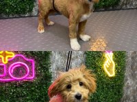 5 AYLIK MALTİPOO AŞILARI TAM KIYAFET AKSESUARLAR HEDİYE