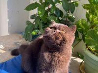 BRİTİSH SHORTHAİR CHOCOLATE BRİ B KODLU SAFKAN