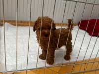 Üretim Ruhsatlı Evimizden Wc Eğitimli Toy Poodle