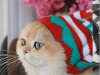 British shorthair pasha yeni ailesini arıyor