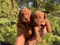 1. KALİTE TOY POODLE YAVRULARI