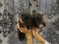 MÜKEMMEL KALİTE CHOW CHOW YAVRULAR