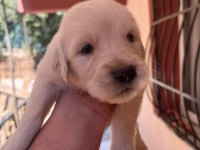 Irk ve sağlık garantili golden retriever bebeklerimiz