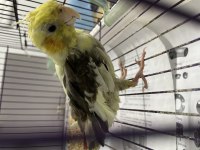 9 Aylık Erkek Pied Sultan Papağanı