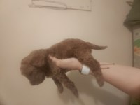 F2 kızıl kahve lekesiz erkek maltipoo