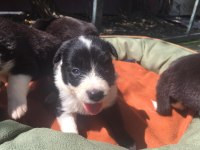 Zeka küpü border collie yavrularım