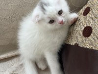 Scottish fold 45 günlük yavru