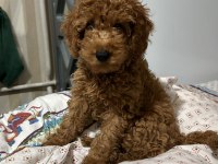 Toy poodle 60 günlük yavru