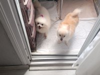 Pomeranian Boo Üst Kalite tea cup Dişi ve Erkek