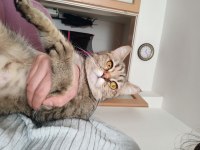 Ücretsiz cins kedi sahiplendirme