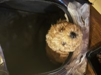 ÇOK OYUNCU VE TATLI MALTİPOO
