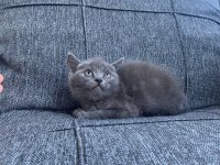 2 erkek british shorthair blue yavrular