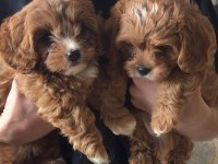 Maltipoo Yavrularımız Aşıları Yapıldı