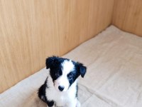 Yeni ailelerine gitmeye hazır yavru köpekler