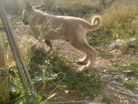 2 Aylık Safkan Kangal