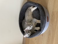 Henüz 4 aylık chinchilla 2 ay önce aldım