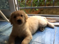 Saf Irk Yavru Golden Retriever