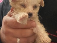 2 aylık terrier yavru ilk aşıları vardır