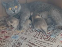 Orjinal biritsh anne ve blue point sahiplendirilecektir