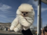 Show kalite teddy bear face pomeranian yavrular