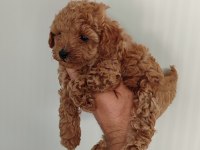 Bebek yüzlü poodle