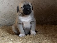 Türkiyenin meşhur kangal çiftliği