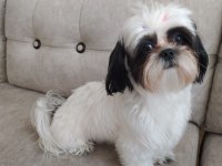 Shih tzu kızımız lila ailesini arıyor