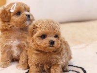 GULEN BEBEK YUZ MALTİPOO BEBEKLERİM