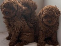 ORJİNAL TOY POODLE