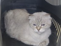British longhair kedisi