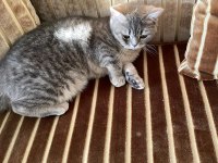 British shorthair Miya kendine yuva arıyor