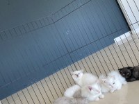 SHOW KALİTE BRITISH SHORTHAIR YAVRULR ANKARA MAĞAZA