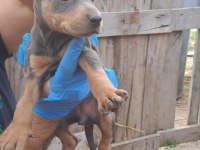 DOBERMAN DAMIZLIK DİŞİ VE ERKEK