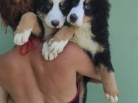 A KALİTE BERNESE MOUNTAİN DOG YAVRULAR