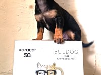 O bir biblo gibi yavru pinscher
