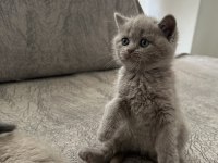 British Shorthair Kedisi