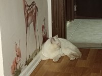 SECERELİ BABA, SAF KAN ANNEDEN BRITISH SHORTHAIR