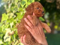 Toy poodle yavrularımız ruhsatlı çiftliğimizden