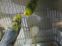 Rainbow muhabbet kuşları